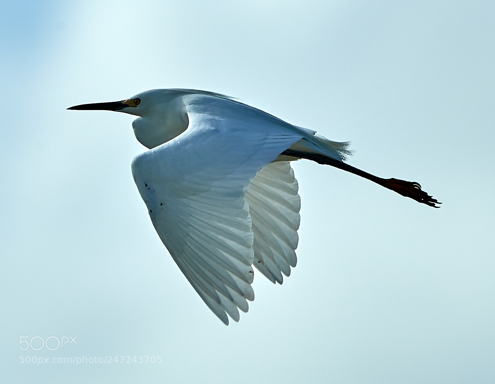 Canon EOS-1D X Mark II sample photo. 02-24-18-0005045 1.jpg photography