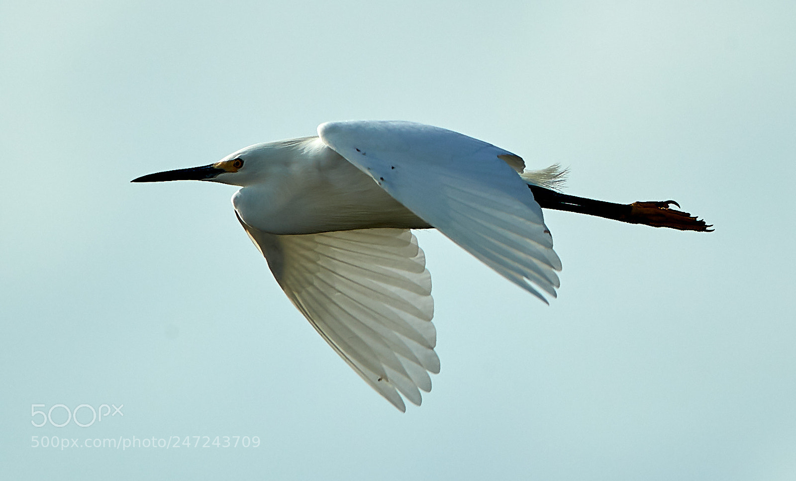 Canon EOS-1D X Mark II sample photo. 02-24-18-0005050.jpg photography