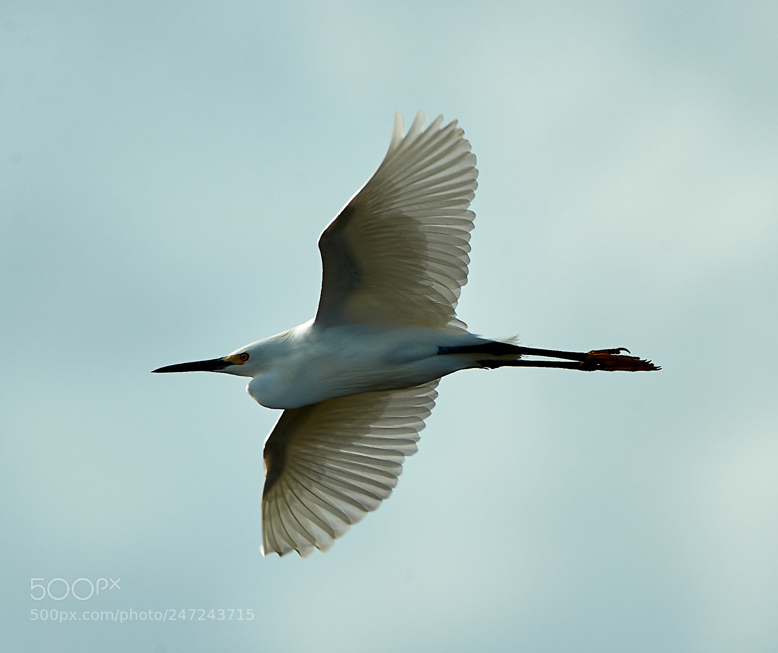 Canon EOS-1D X Mark II sample photo. 02-24-18-0005049.jpg photography