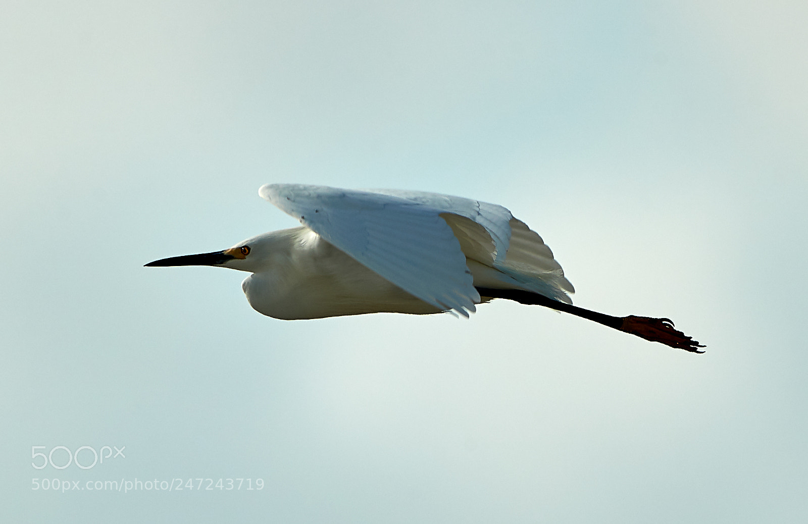 Canon EOS-1D X Mark II sample photo. 02-24-18-0005047.jpg photography