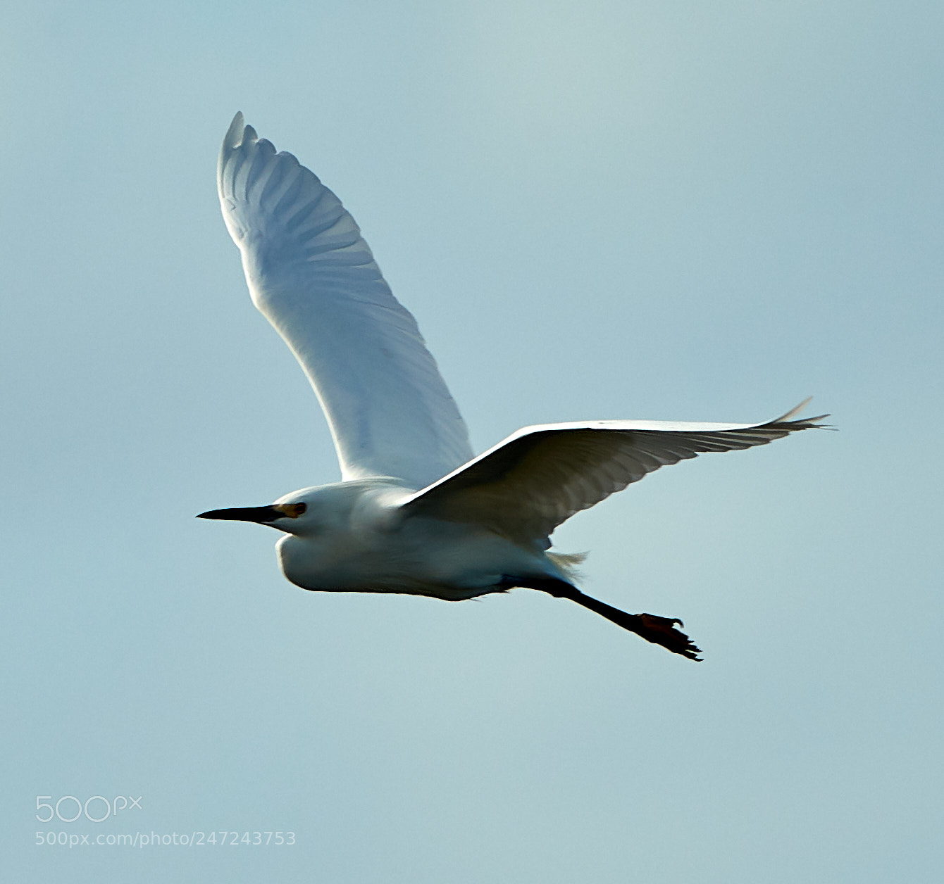 Canon EOS-1D X Mark II sample photo. 02-24-18-0005056.jpg photography