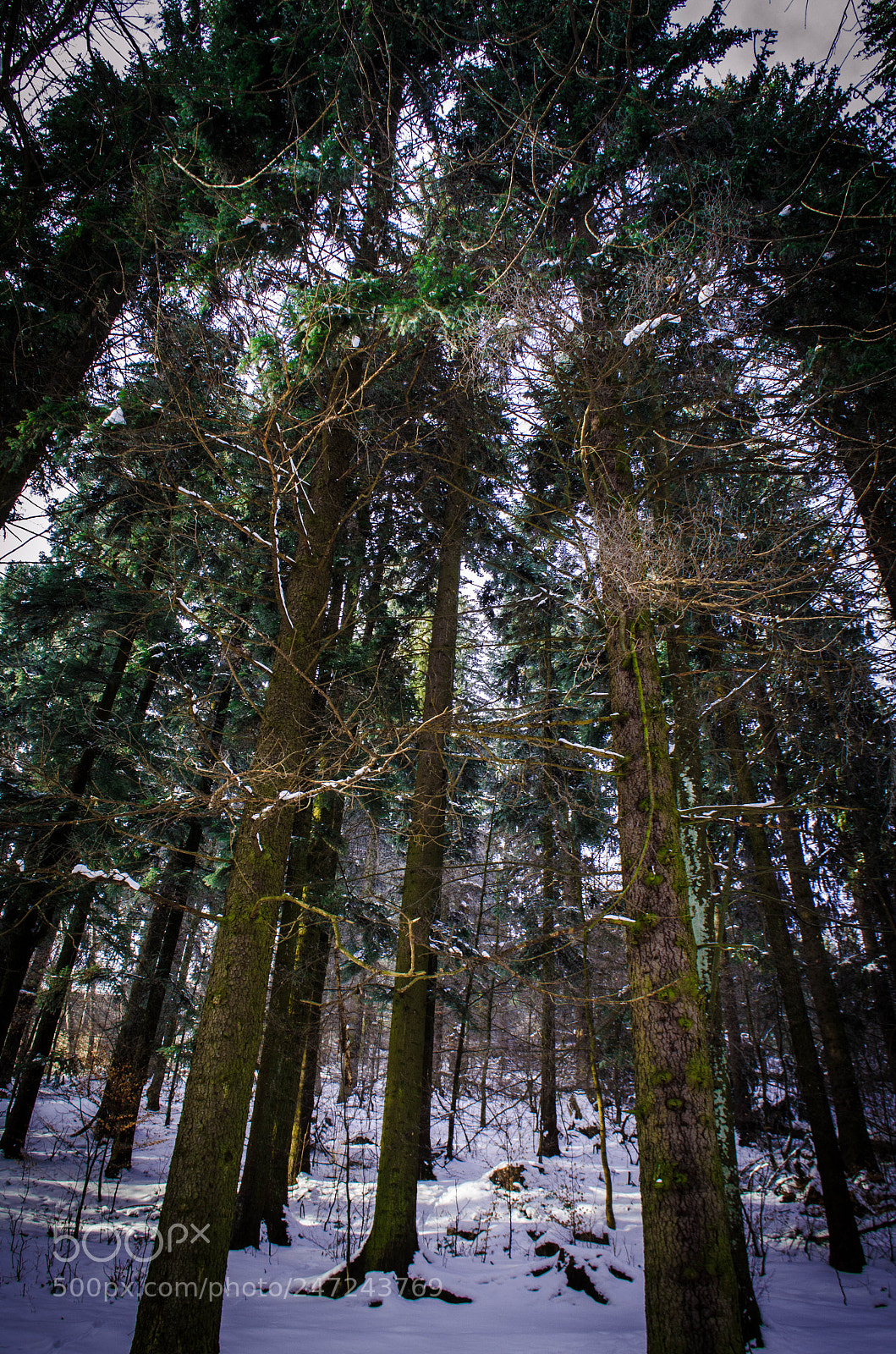 Nikon D5100 sample photo. Untitled photography