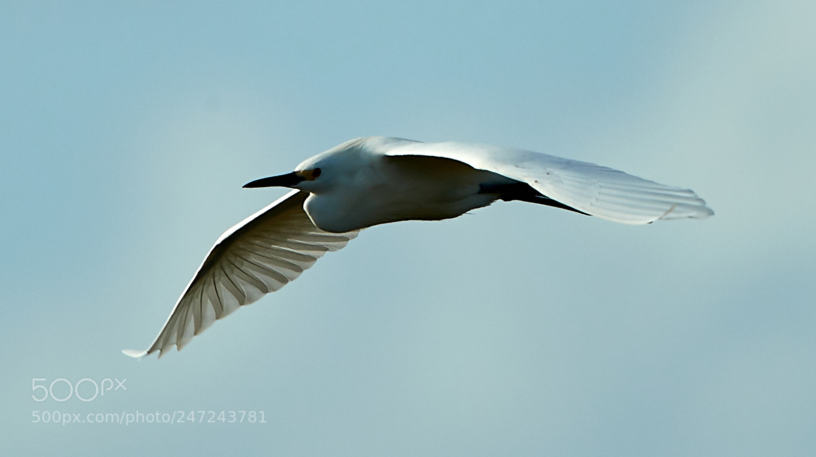 Canon EOS-1D X Mark II sample photo. 02-24-18-0005055.jpg photography
