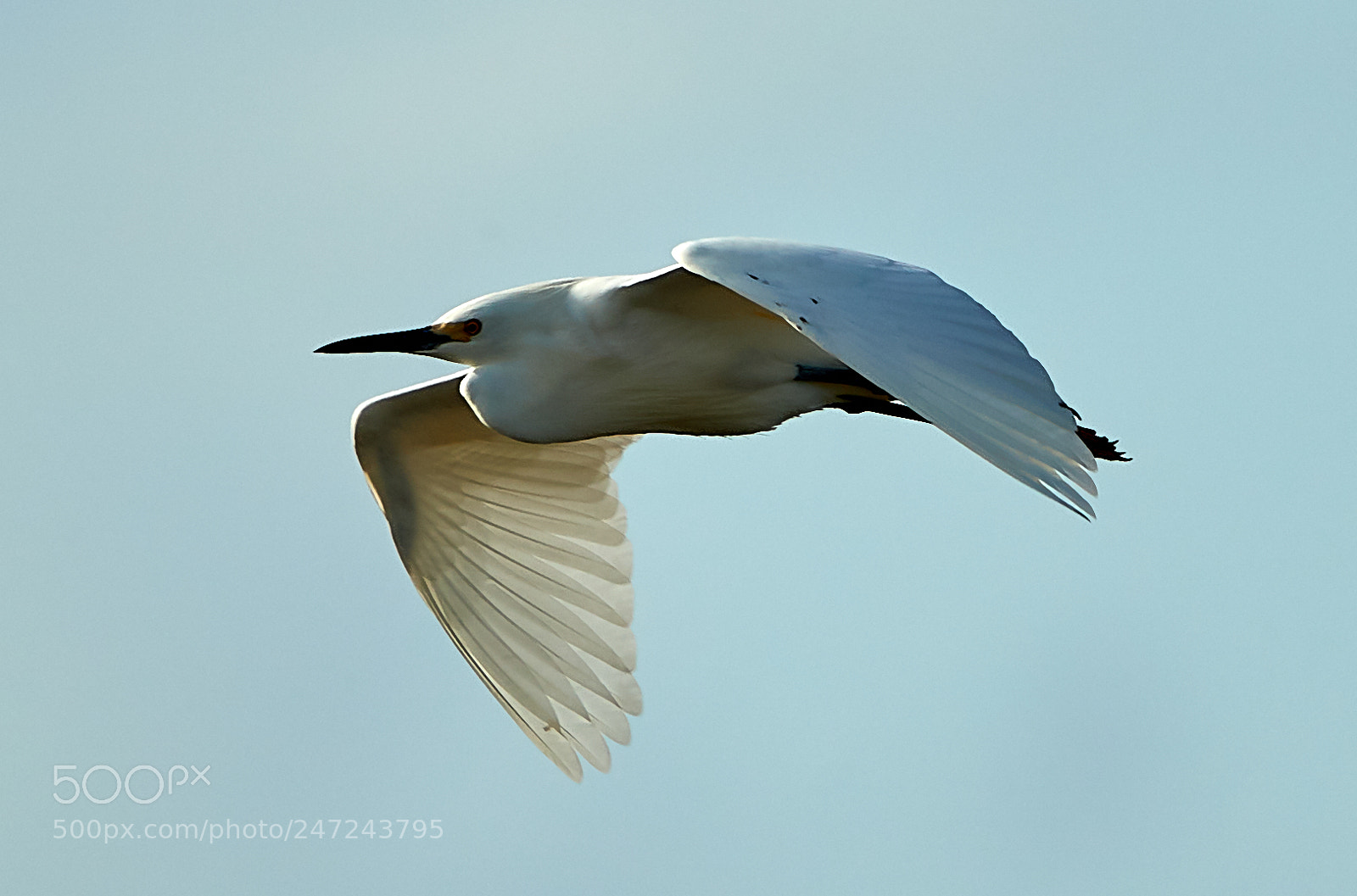 Canon EOS-1D X Mark II sample photo. 02-24-18-0005053.jpg photography