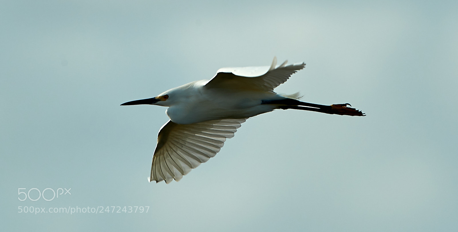 Canon EOS-1D X Mark II sample photo. 02-24-18-0005052.jpg photography