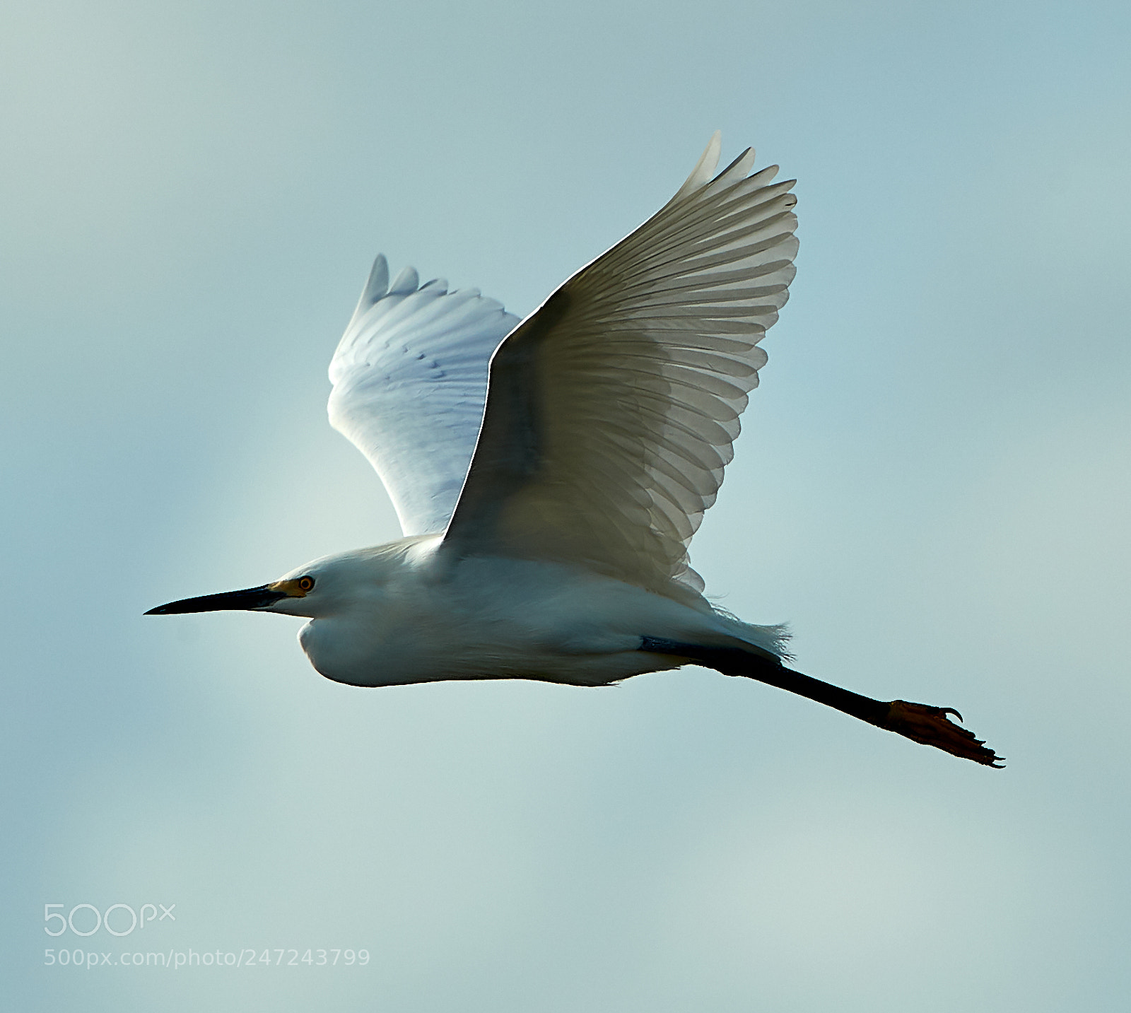 Canon EOS-1D X Mark II sample photo. 02-24-18-0005051.jpg photography