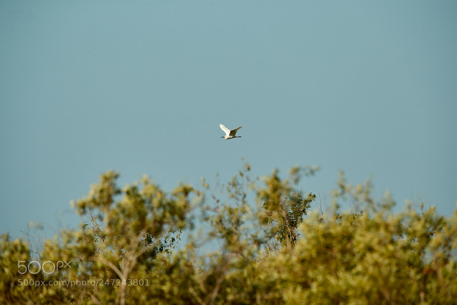Canon EOS-1D X Mark II sample photo. 02-24-18-0005059 1.jpg photography