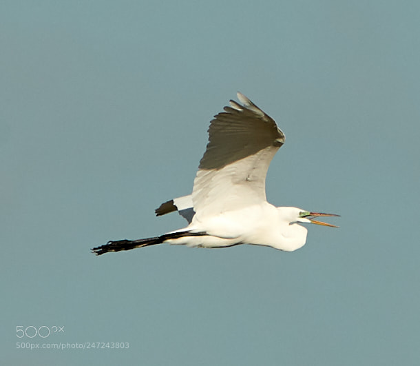 Canon EOS-1D X Mark II sample photo. 02-24-18-0005062.jpg photography