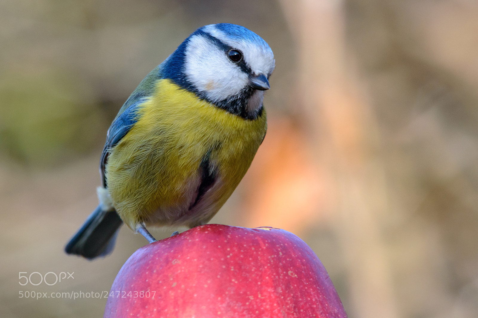 Nikon D3200 sample photo. Blue tit photography