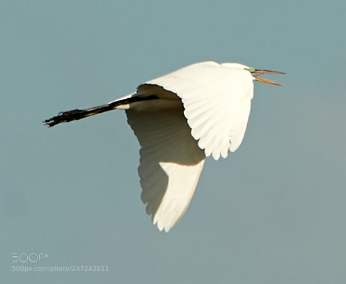 Canon EOS-1D X Mark II sample photo. 02-24-18-0005061.jpg photography