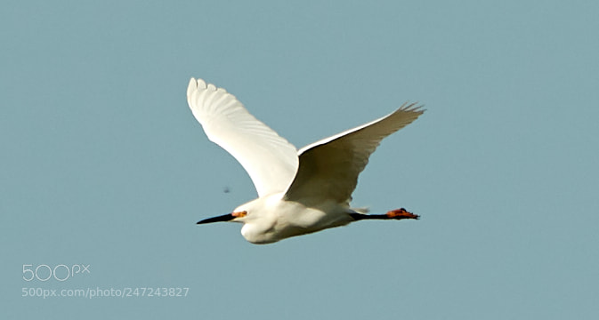 Canon EOS-1D X Mark II sample photo. 02-24-18-0005059.jpg photography