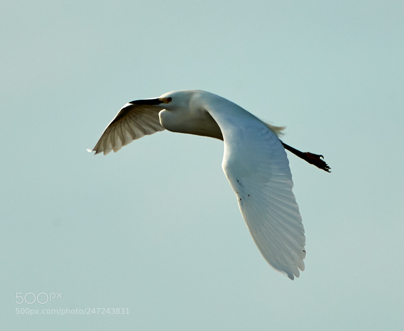 Canon EOS-1D X Mark II sample photo. 02-24-18-0005057.jpg photography