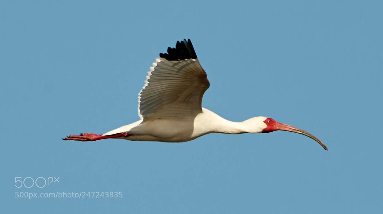 Canon EOS-1D X Mark II sample photo. 02-24-18-0005128.jpg photography