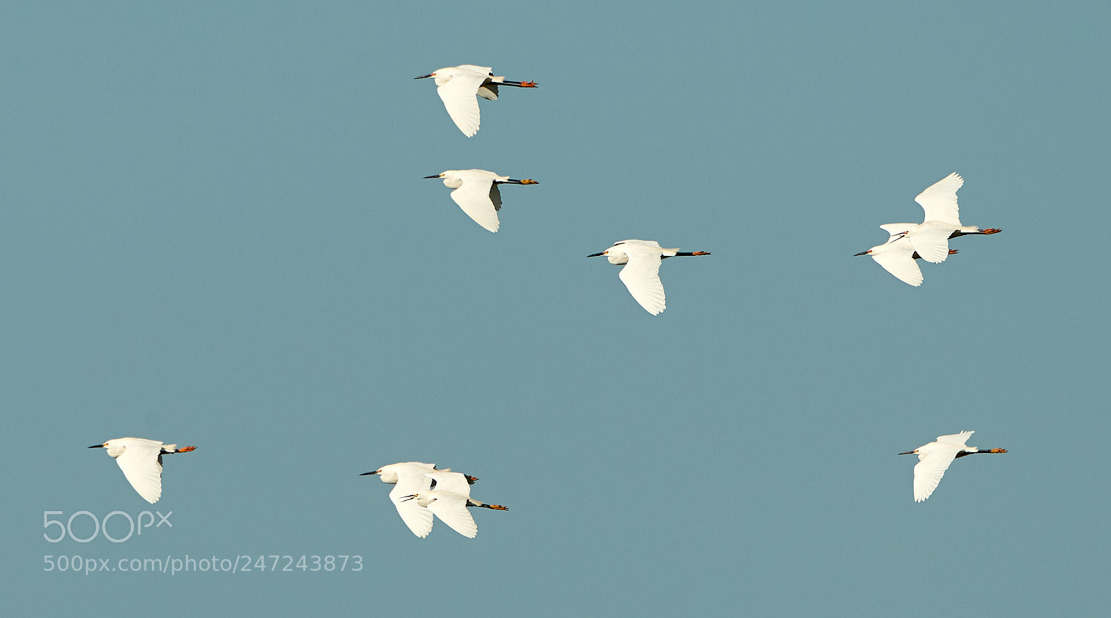 Canon EOS-1D X Mark II sample photo. 02-24-18-0005115.jpg photography