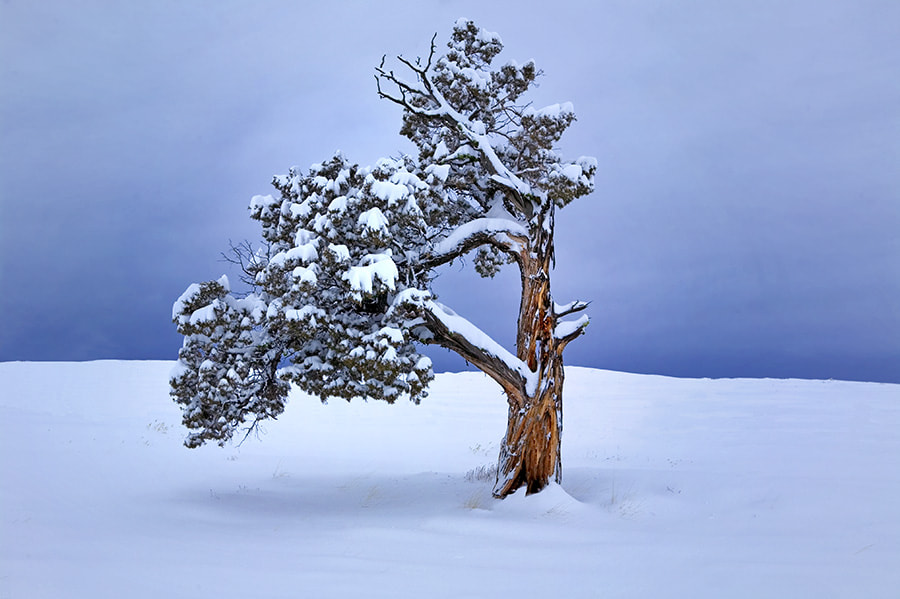 Canon EOS-1Ds sample photo. Juniper with fresh snow. near burns, oregon photography