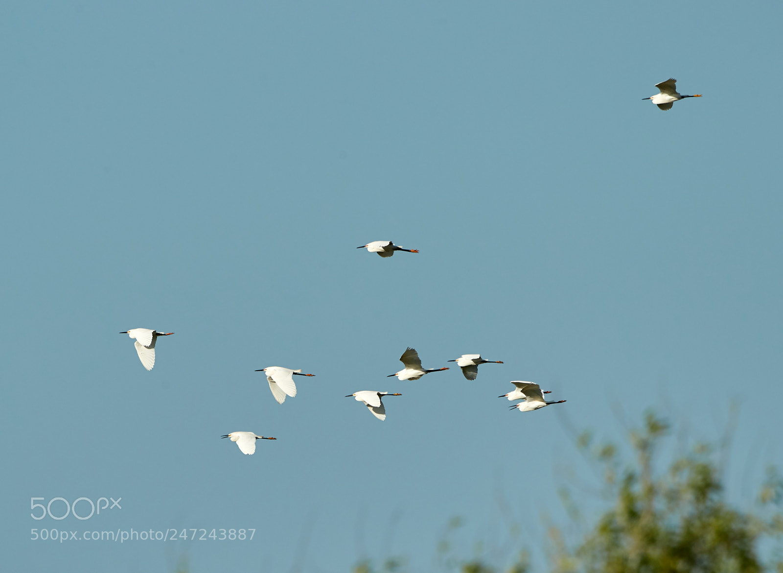 Canon EOS-1D X Mark II sample photo. 02-24-18-0005114.jpg photography