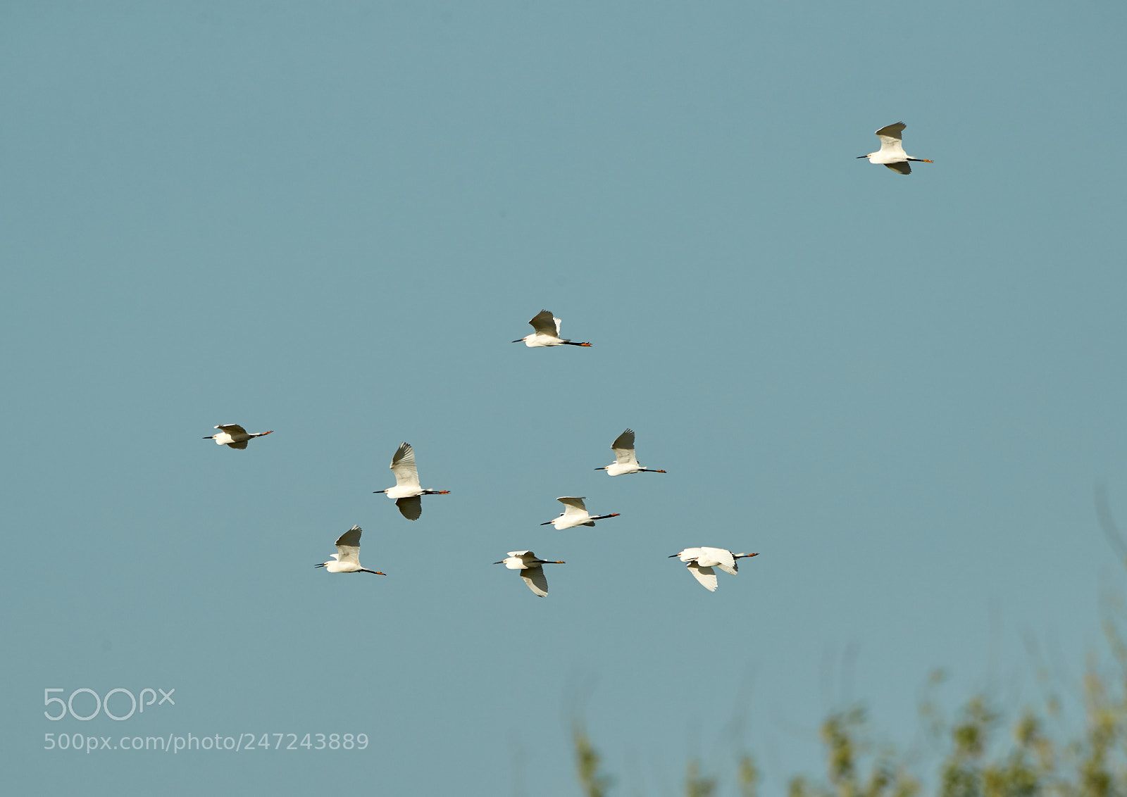 Canon EOS-1D X Mark II sample photo. 02-24-18-0005113.jpg photography