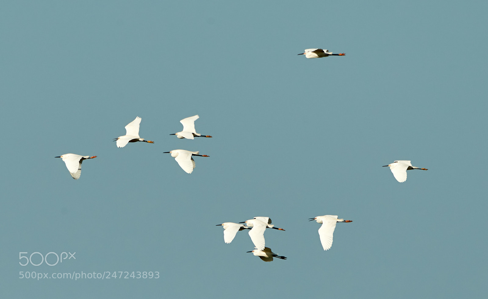 Canon EOS-1D X Mark II sample photo. 02-24-18-0005112.jpg photography