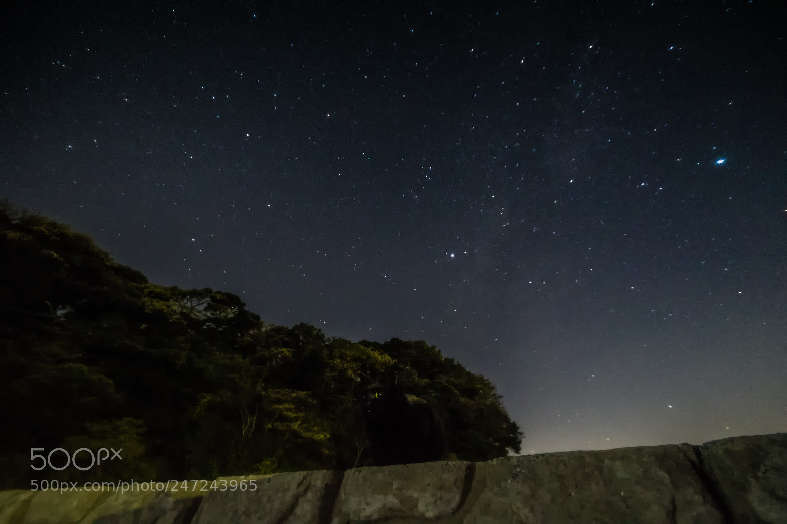 Canon EOS 7D Mark II sample photo. Milky way cat photography