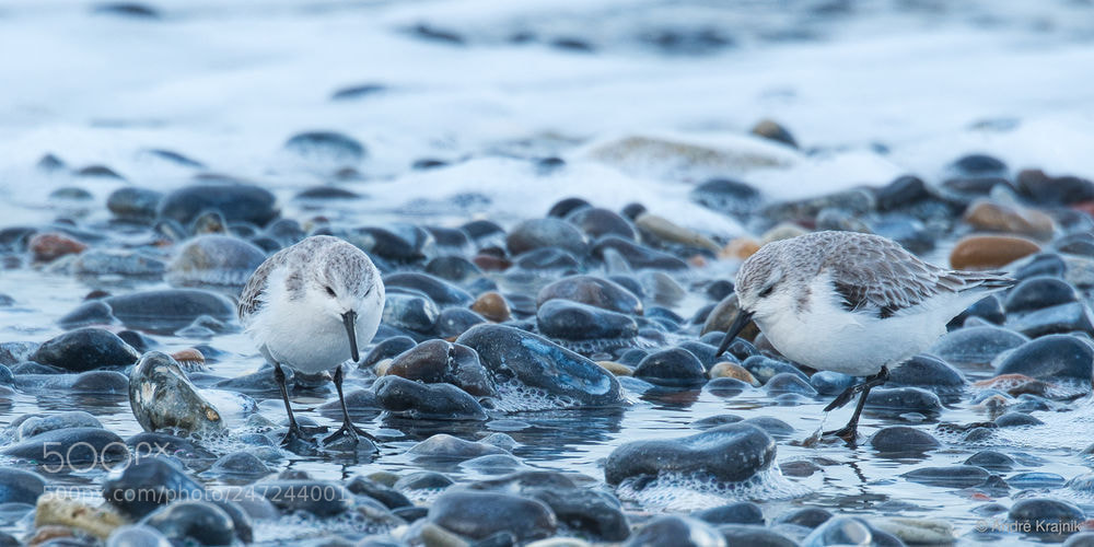 Nikon D500 sample photo. Sanderling photography