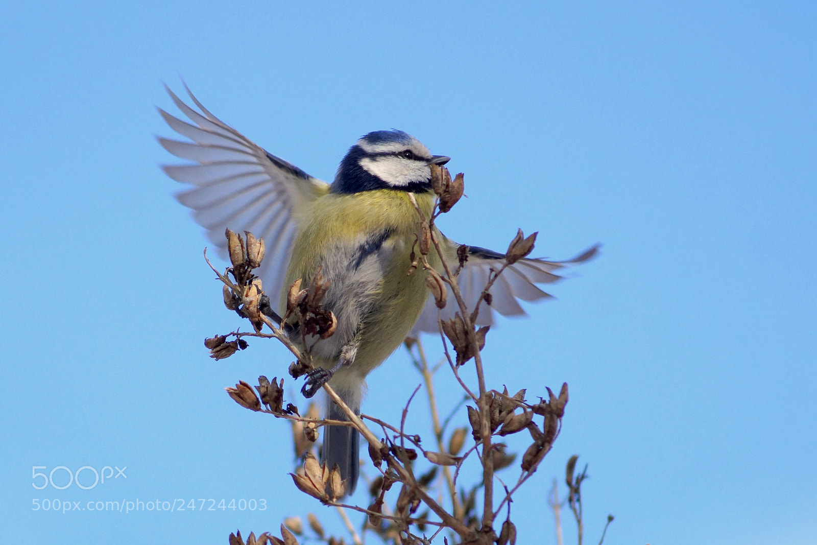 Sony DT 55-200mm F4-5.6 SAM sample photo. Freedom photography