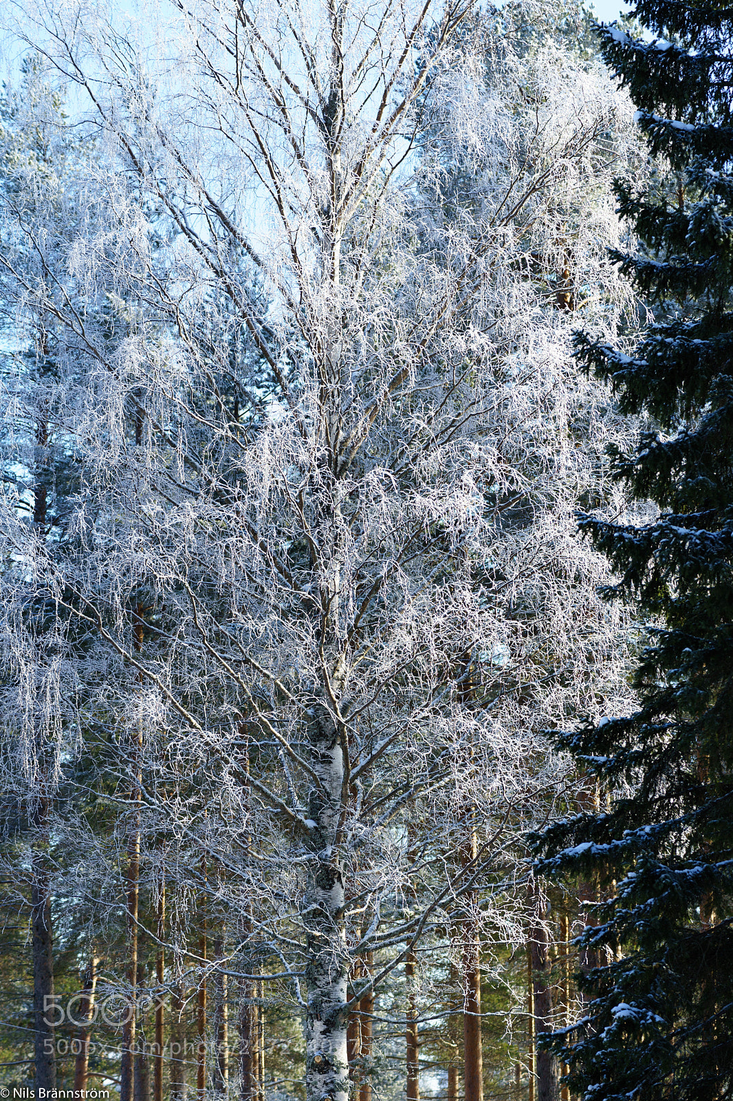 Sony a7 II sample photo. The forest in winter photography