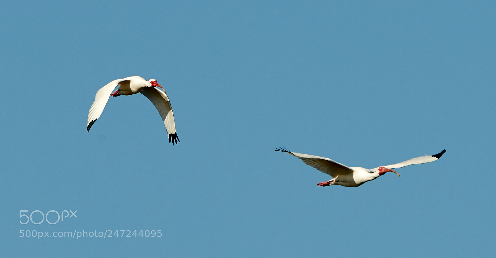 Canon EOS-1D X Mark II sample photo. 02-24-18-0005105.jpg photography