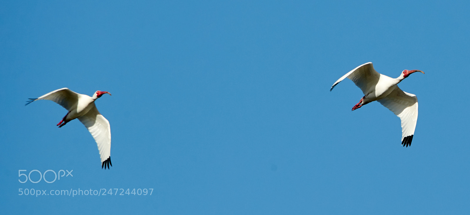 Canon EOS-1D X Mark II sample photo. 02-24-18-0005104.jpg photography