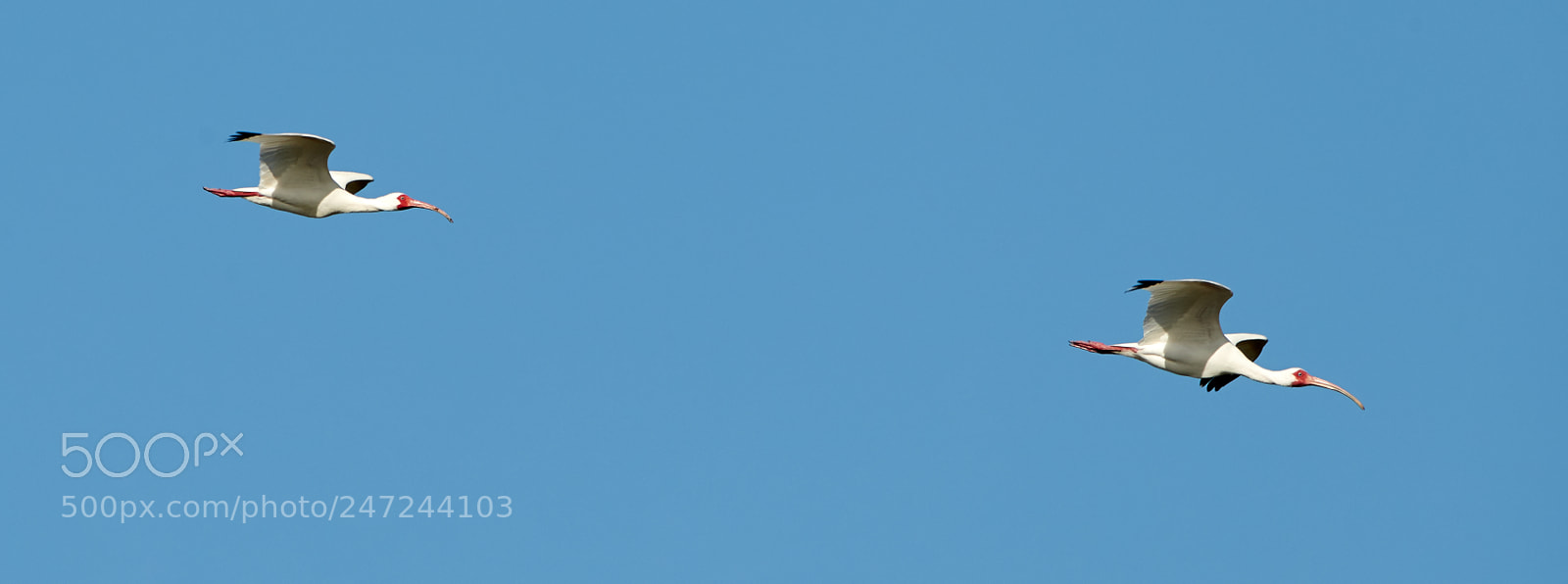 Canon EOS-1D X Mark II sample photo. 02-24-18-0005103.jpg photography