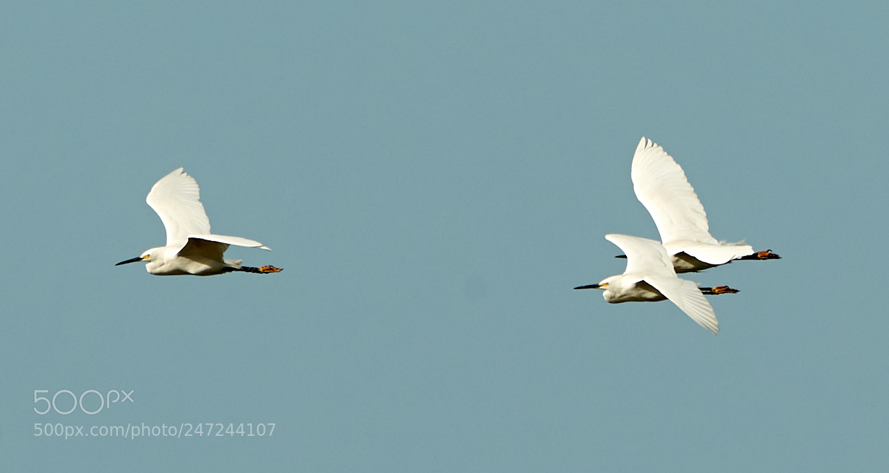 Canon EOS-1D X Mark II sample photo. 02-24-18-0005099.jpg photography
