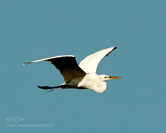 Canon EOS-1D X Mark II sample photo. 02-24-18-0005096.jpg photography