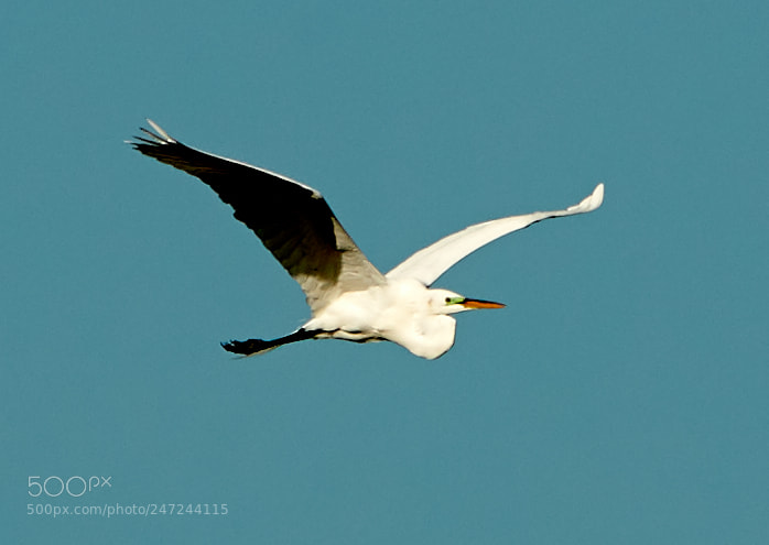 Canon EOS-1D X Mark II sample photo. 02-24-18-0005097.jpg photography