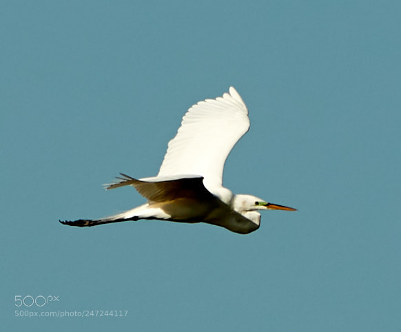 Canon EOS-1D X Mark II sample photo. 02-24-18-0005098.jpg photography