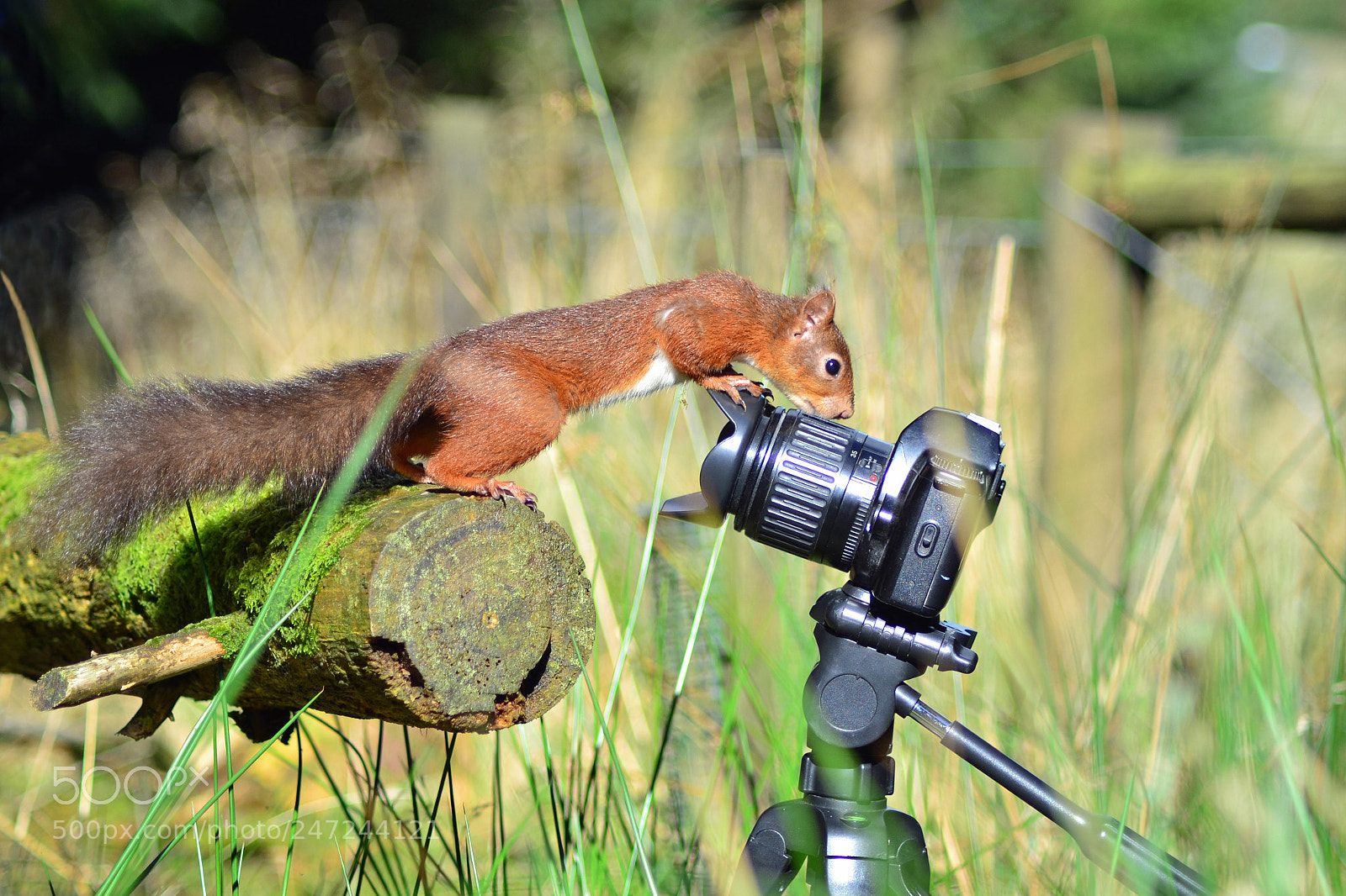 Nikon D3100 sample photo. Inquisitive red squirrel photography