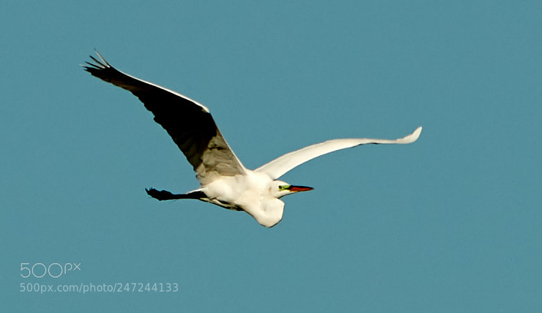 Canon EOS-1D X Mark II sample photo. 02-24-18-0005095.jpg photography