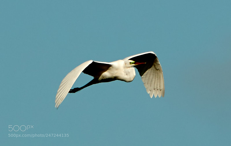 Canon EOS-1D X Mark II sample photo. 02-24-18-0005094.jpg photography