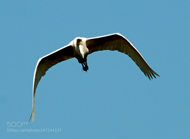Canon EOS-1D X Mark II sample photo. 02-24-18-0005093.jpg photography