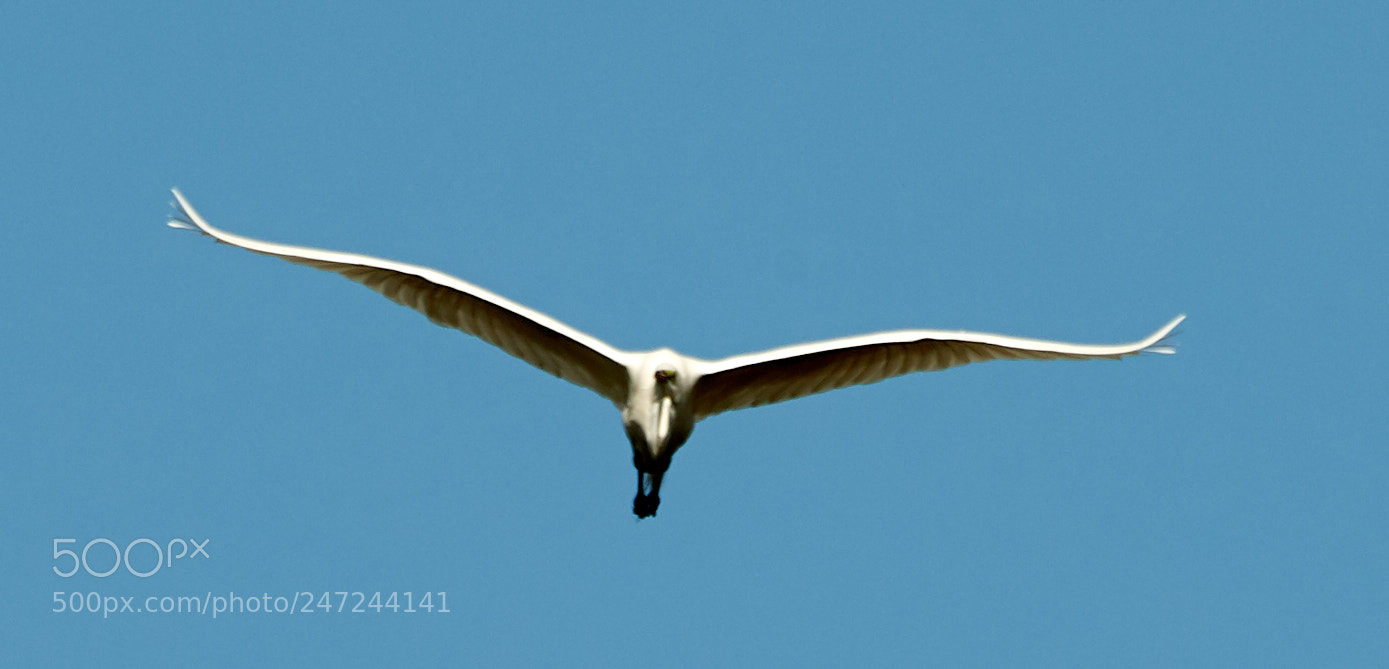 Canon EOS-1D X Mark II sample photo. 02-24-18-0005091.jpg photography