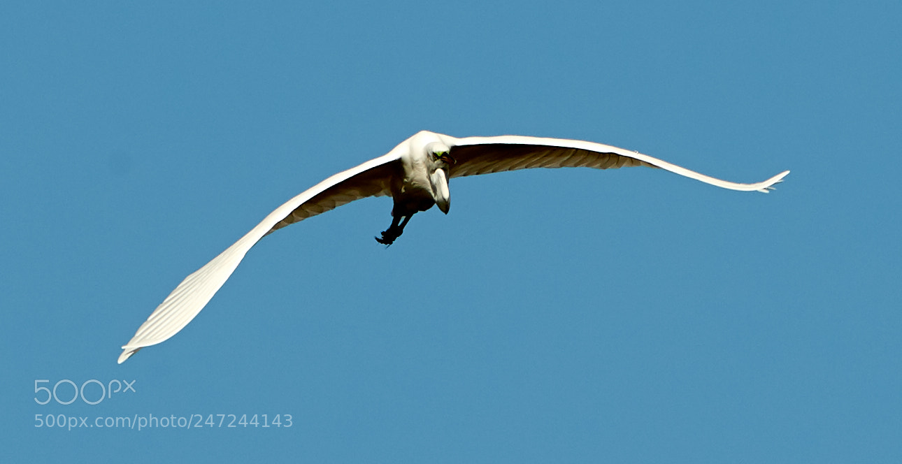 Canon EOS-1D X Mark II sample photo. 02-24-18-0005090.jpg photography