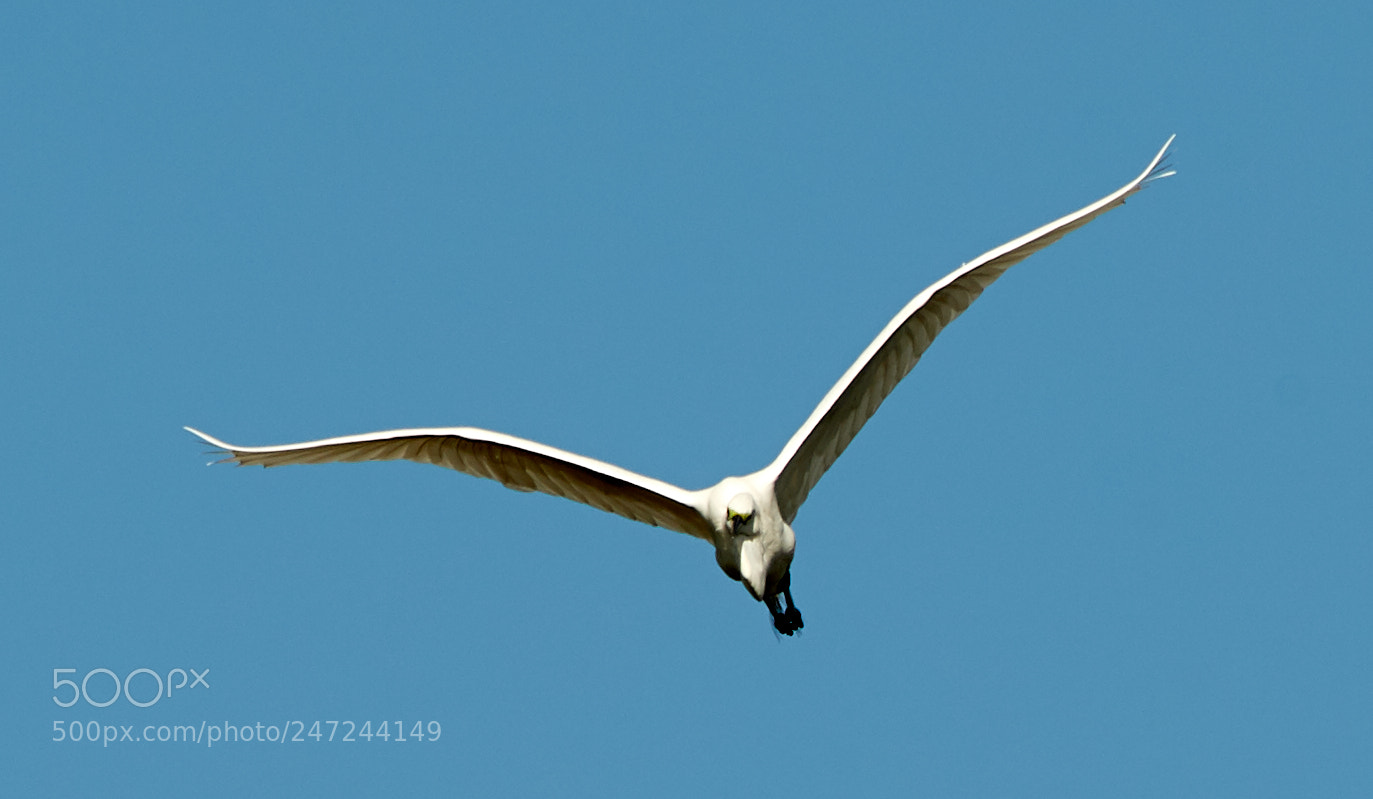 Canon EOS-1D X Mark II sample photo. 02-24-18-0005089.jpg photography