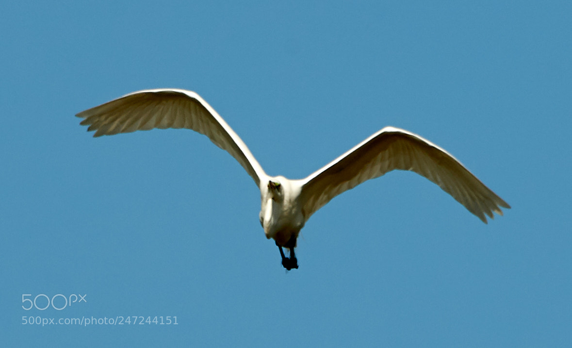 Canon EOS-1D X Mark II sample photo. 02-24-18-0005087.jpg photography