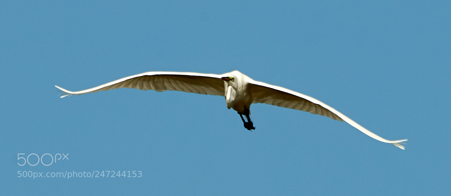 Canon EOS-1D X Mark II sample photo. 02-24-18-0005088.jpg photography