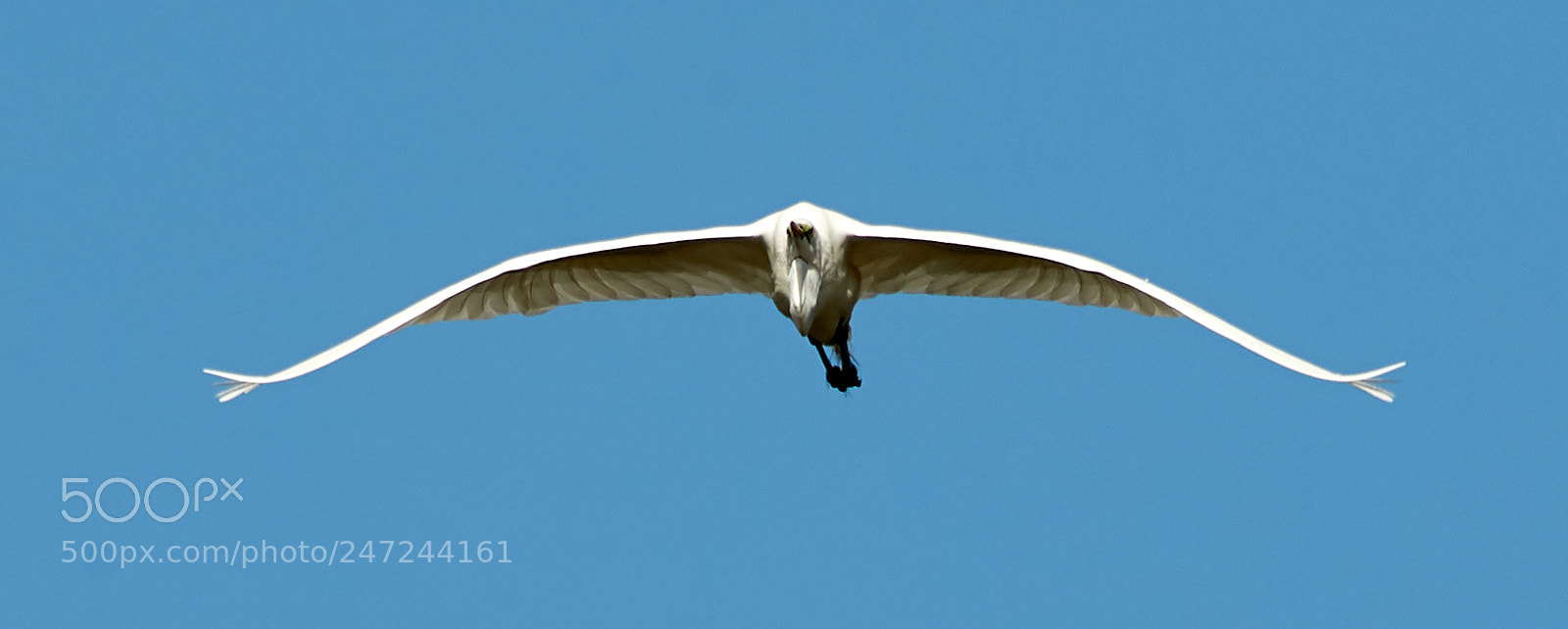 Canon EOS-1D X Mark II sample photo. 02-24-18-0005086.jpg photography