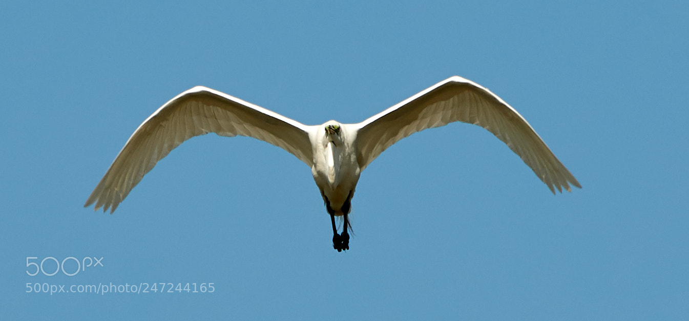 Canon EOS-1D X Mark II sample photo. 02-24-18-0005085.jpg photography