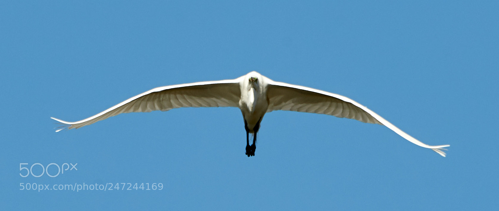 Canon EOS-1D X Mark II sample photo. 02-24-18-0005082.jpg photography