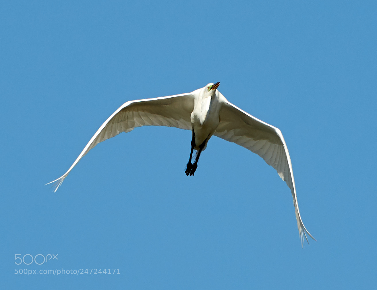 Canon EOS-1D X Mark II sample photo. 02-24-18-0005081.jpg photography