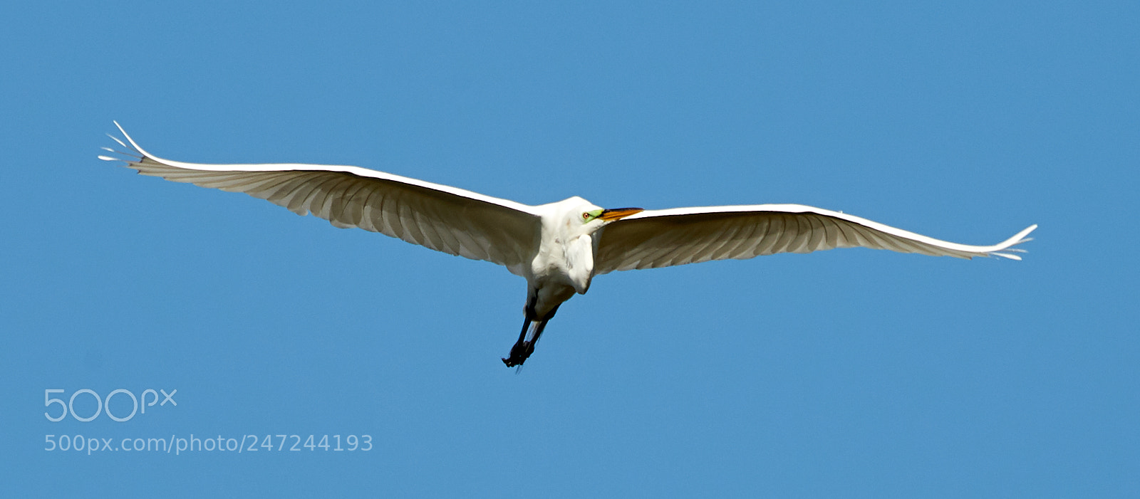 Canon EOS-1D X Mark II sample photo. 02-24-18-0005076.jpg photography