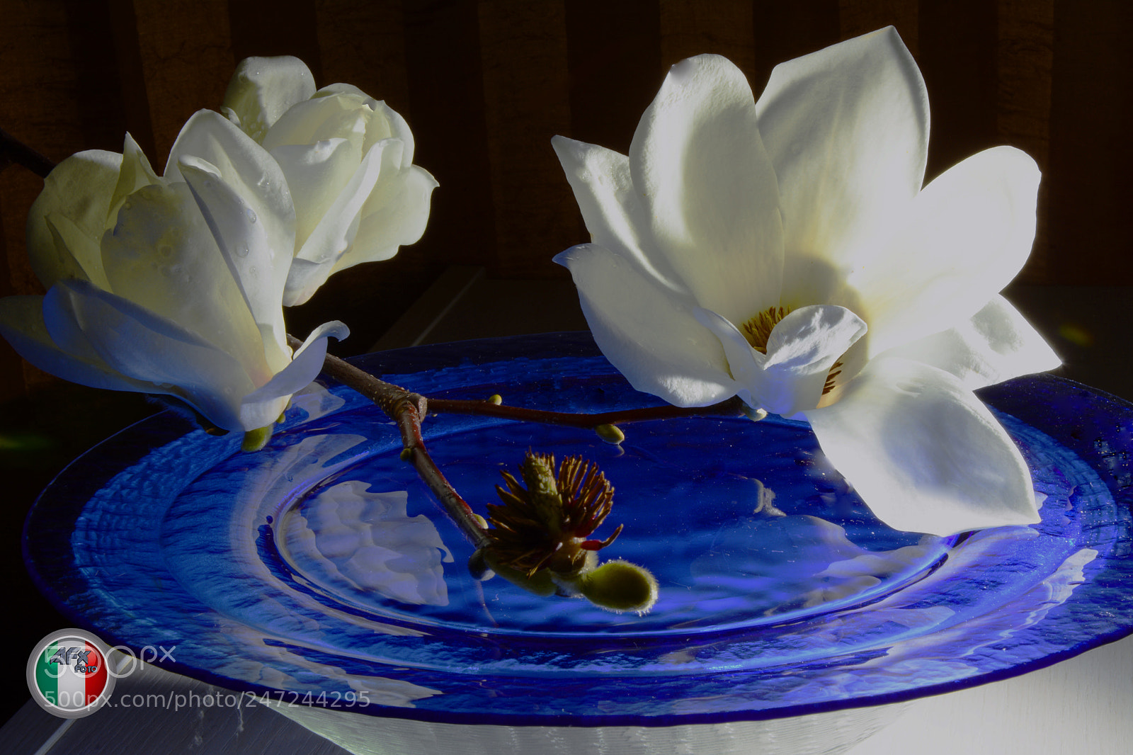 Nikon D7100 sample photo. Magica magnolia photography