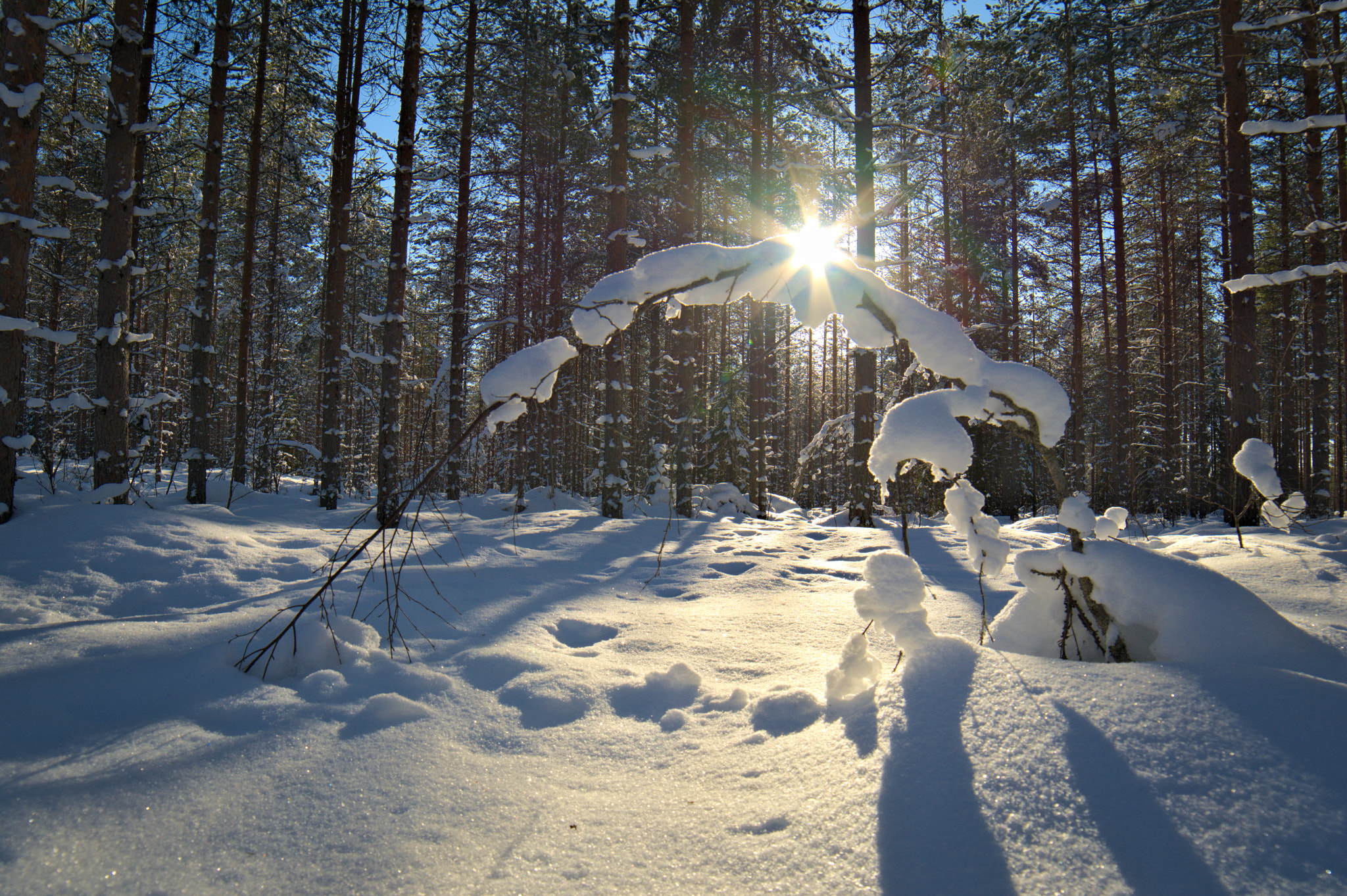 Samyang 14mm F2.8 ED AS IF UMC sample photo. Forest photography