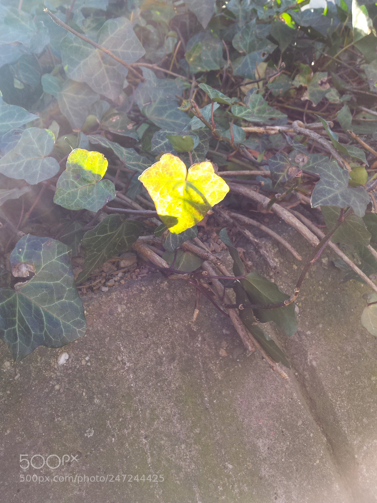 Samsung Galaxy S4 sample photo. Glowing leaves photography
